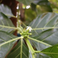 Morinda citrifolia L.